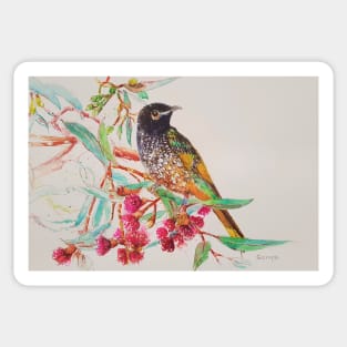 Regent Honeyeater Sticker